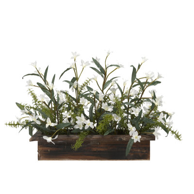 Plante florale pour bureau phlox