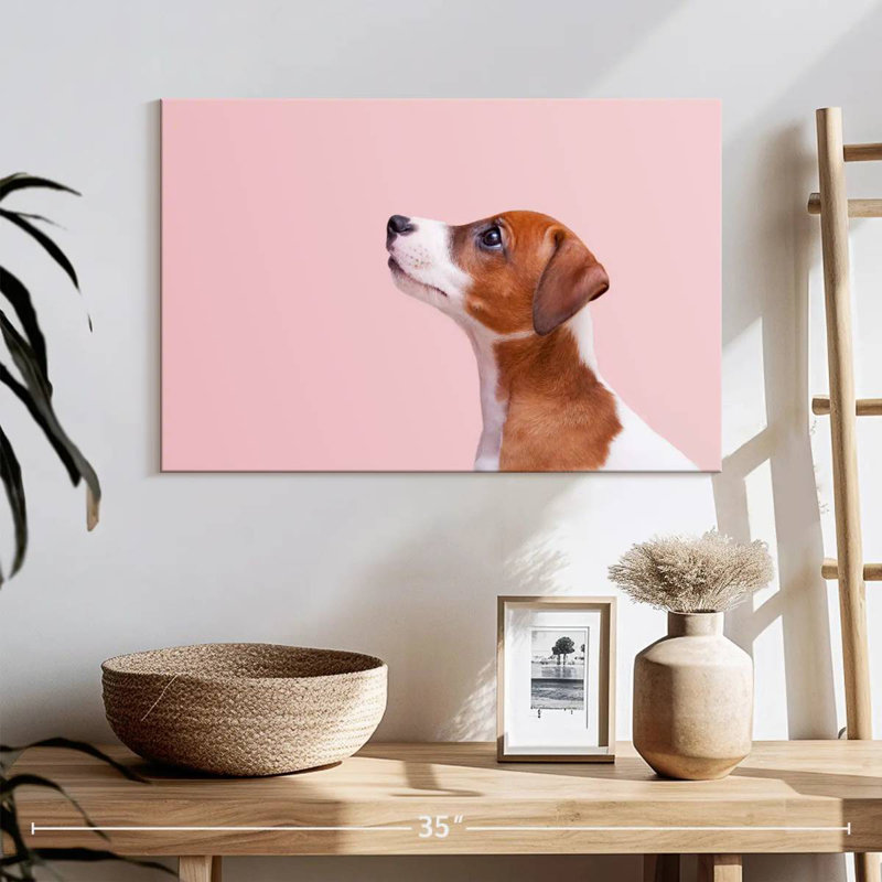 Jack Russel Brampt, H 16 po x l 24 po