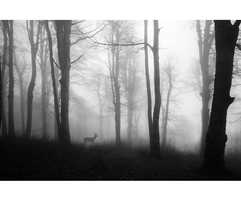 Wrapped Canvas Print, 81.28 cm H x 121.92 cm W