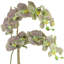 Double Orchid Arrangement-248080728