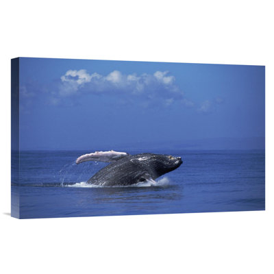 " Humpback Whale Breaching, Maui, Hawaii "
