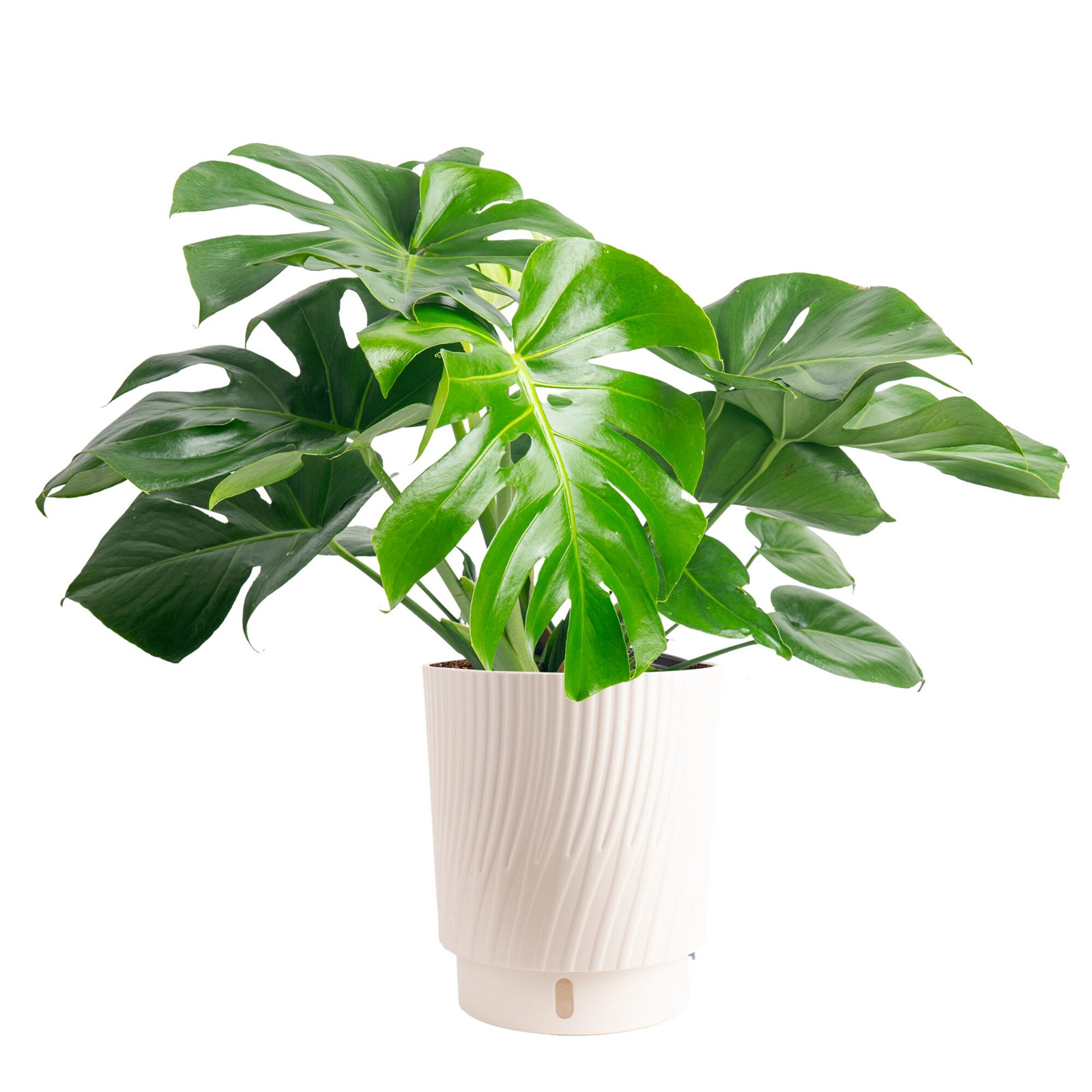 Costa Farms Indoor Monstera Deliciosa House Plant in 9.93" Self-watering Décor Pot