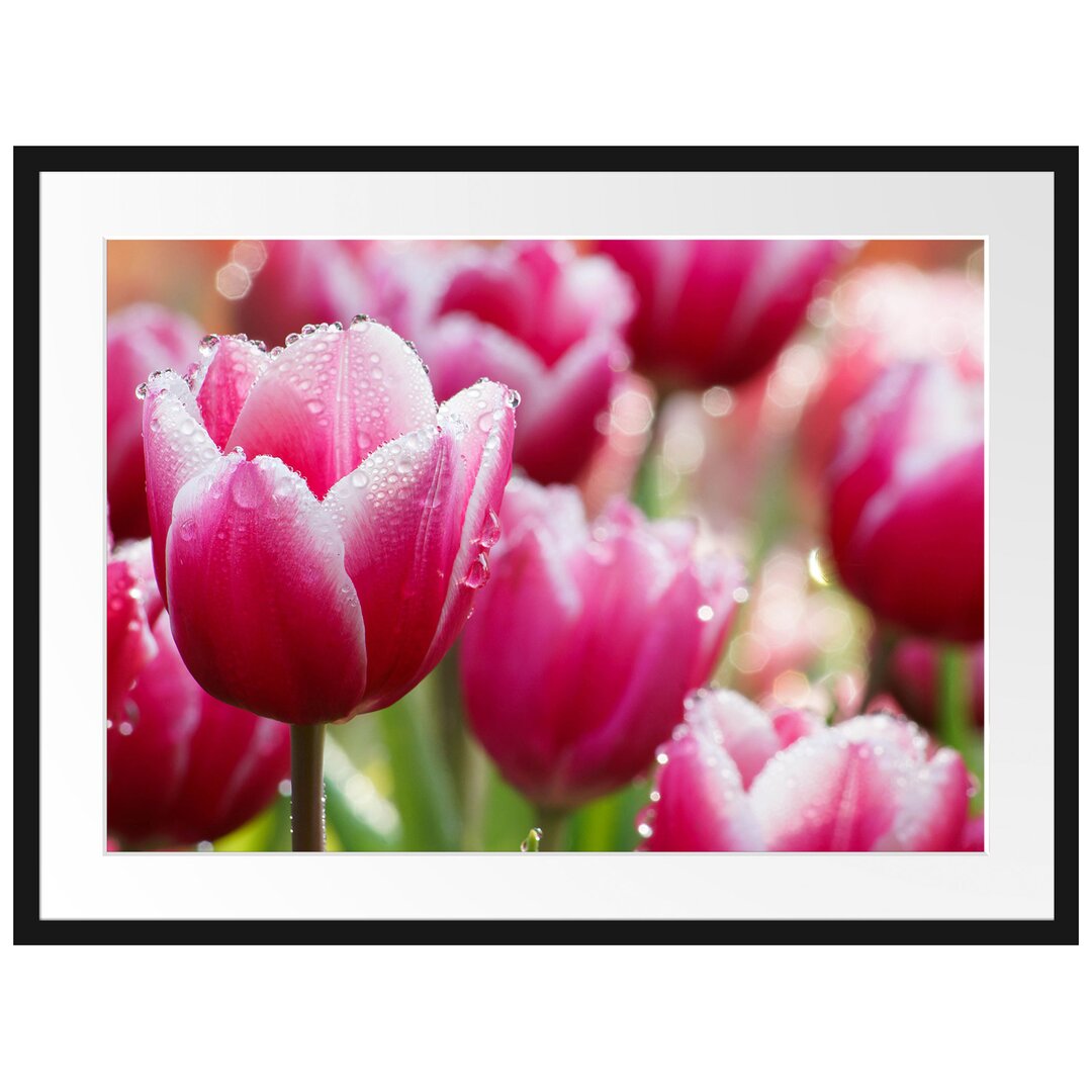 Gerahmtes Poster Tulpen mit Morgentau