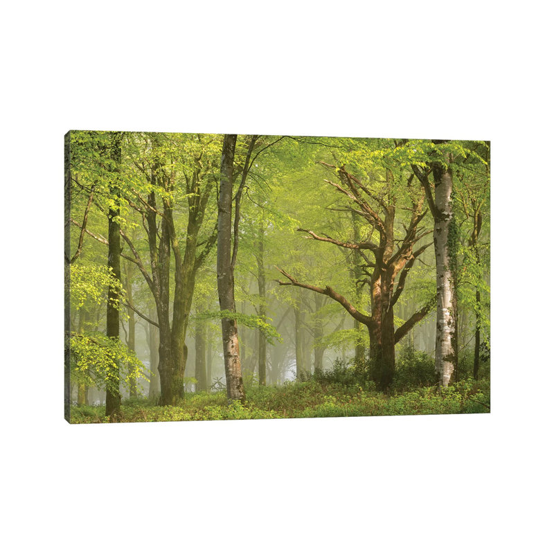 Beautiful Forest by Adam Burton - Wrapped Canvas Gallery-Wrapped Canvas Giclée, 20.32 cm H x 30.48 cm W