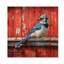 Geai bleu par la grange rouge II - Art mural en bois oiseau - sur bois de pin naturel-938568958