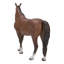 Cheval debout