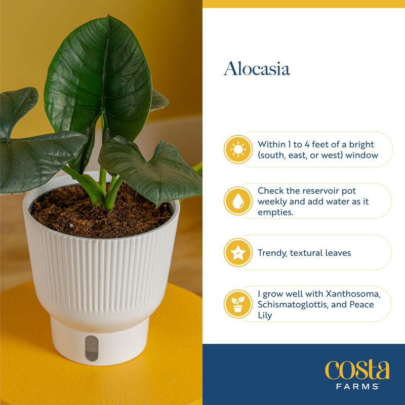 Elephant Ear in Ceramic Planter
