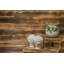 Censurado Ceramic Planter