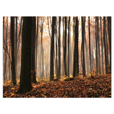 «Dark Thick Woods in Fall Forest», reproduction de photo sur toile tendue
