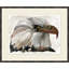 Bald Eagle 1 Painting