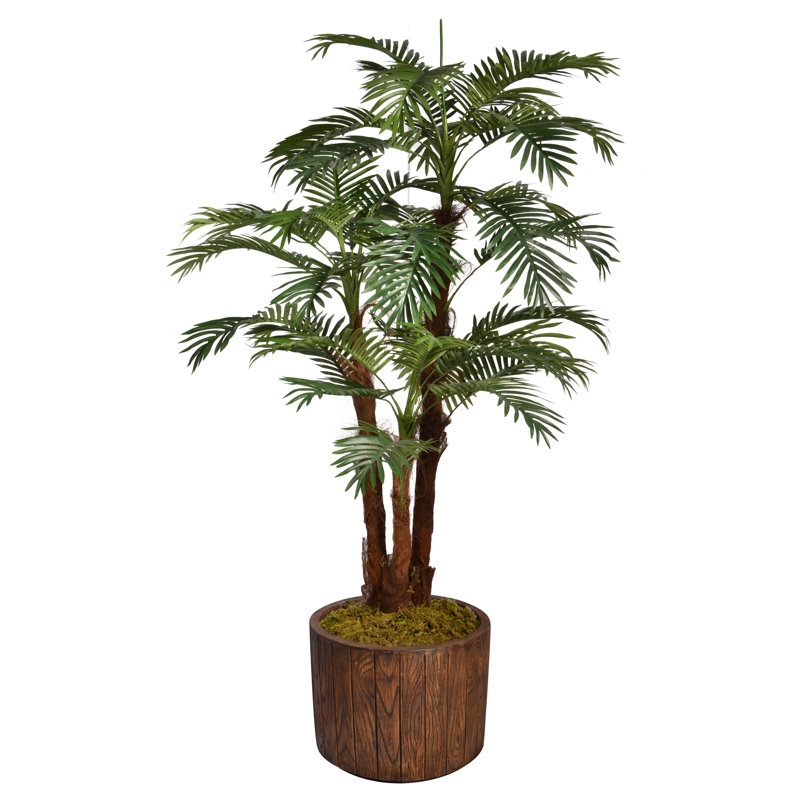 Palmier de Panama Panama