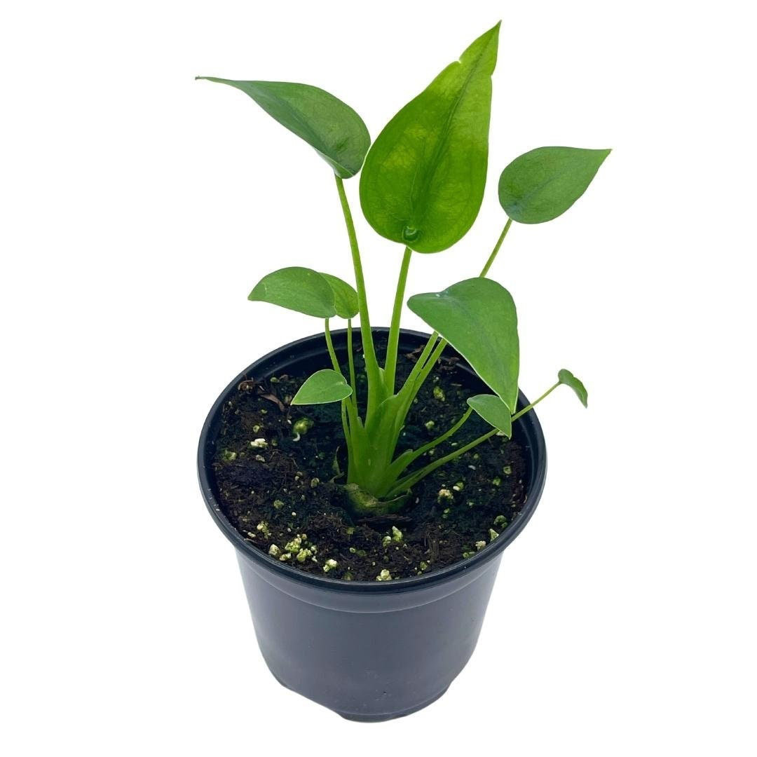 Florida House Plants Alocasia ''Tiny Dancer'' In A 4 Inch Pot | Wayfair