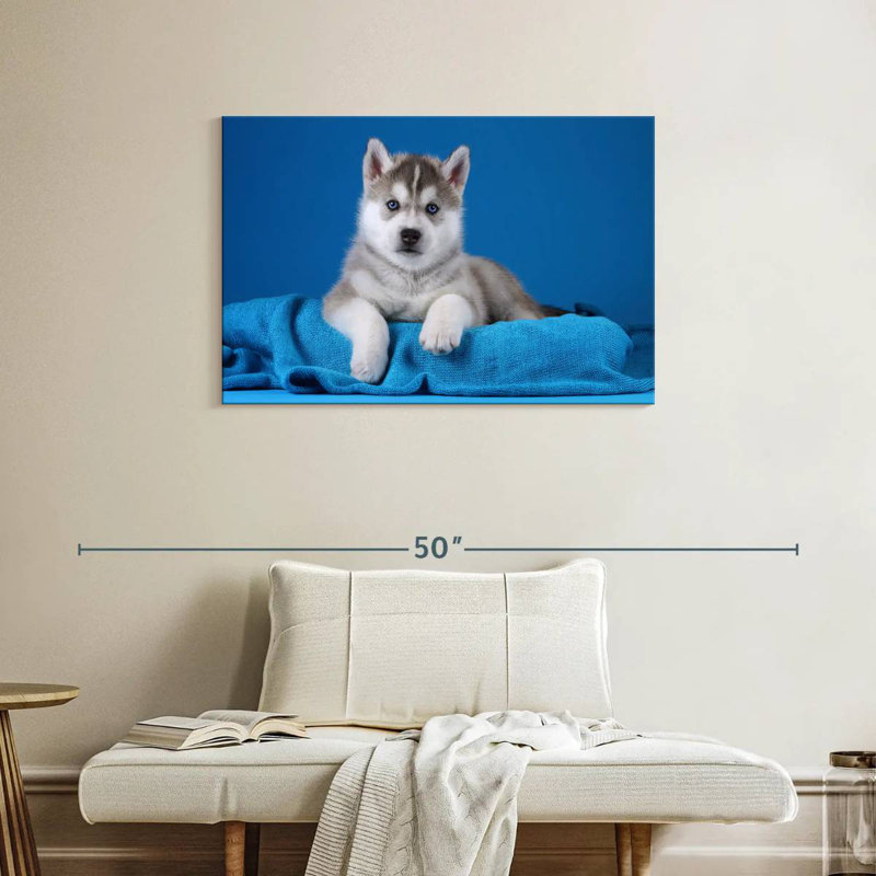 Chiot Husky aux yeux bleus, H 24 po x l 36 po