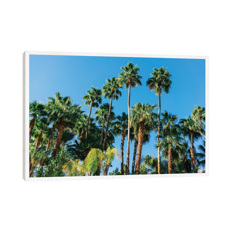 Palm Springs Palms III by Bethany Young - Print on Canvas, White Framed, 66.04cm H x 101.6cm W x 3.81cm D