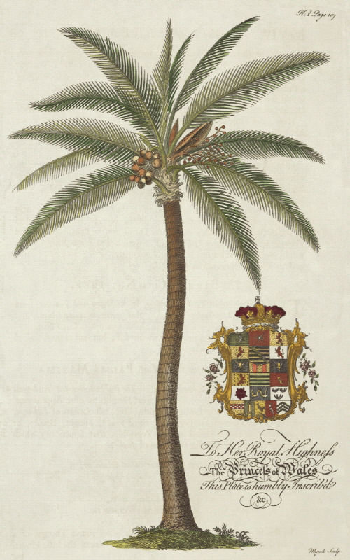 Coconut Palm Print by Porter Design, Outdoor, 54" H x 36" W