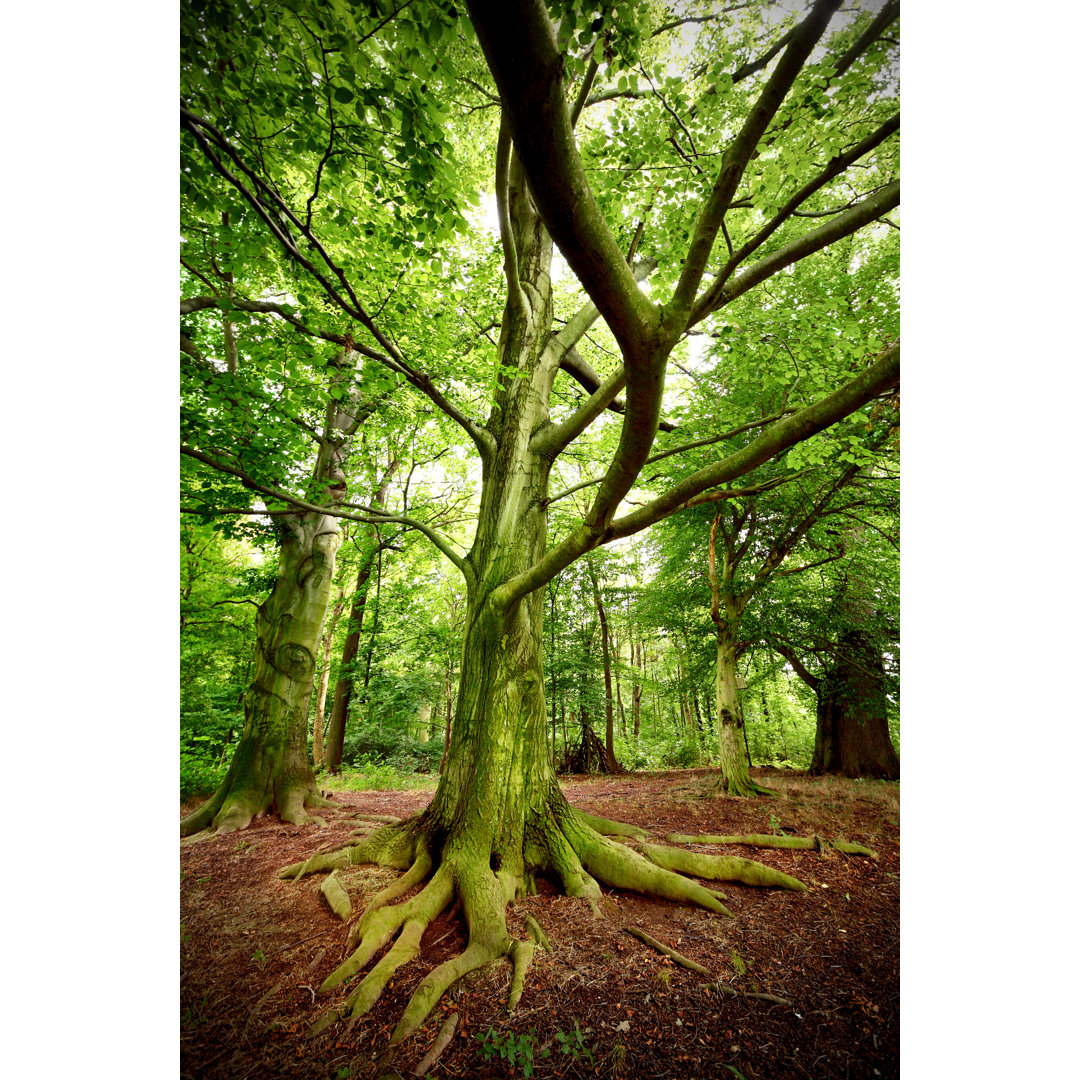 Gespenstischer alter Baum - Druck