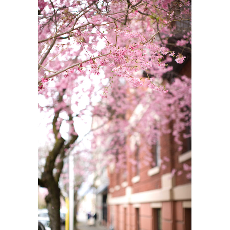 «Cherry Blossoms» par Theboone - photographie sur toile tendue, L 32 po x H 48 po