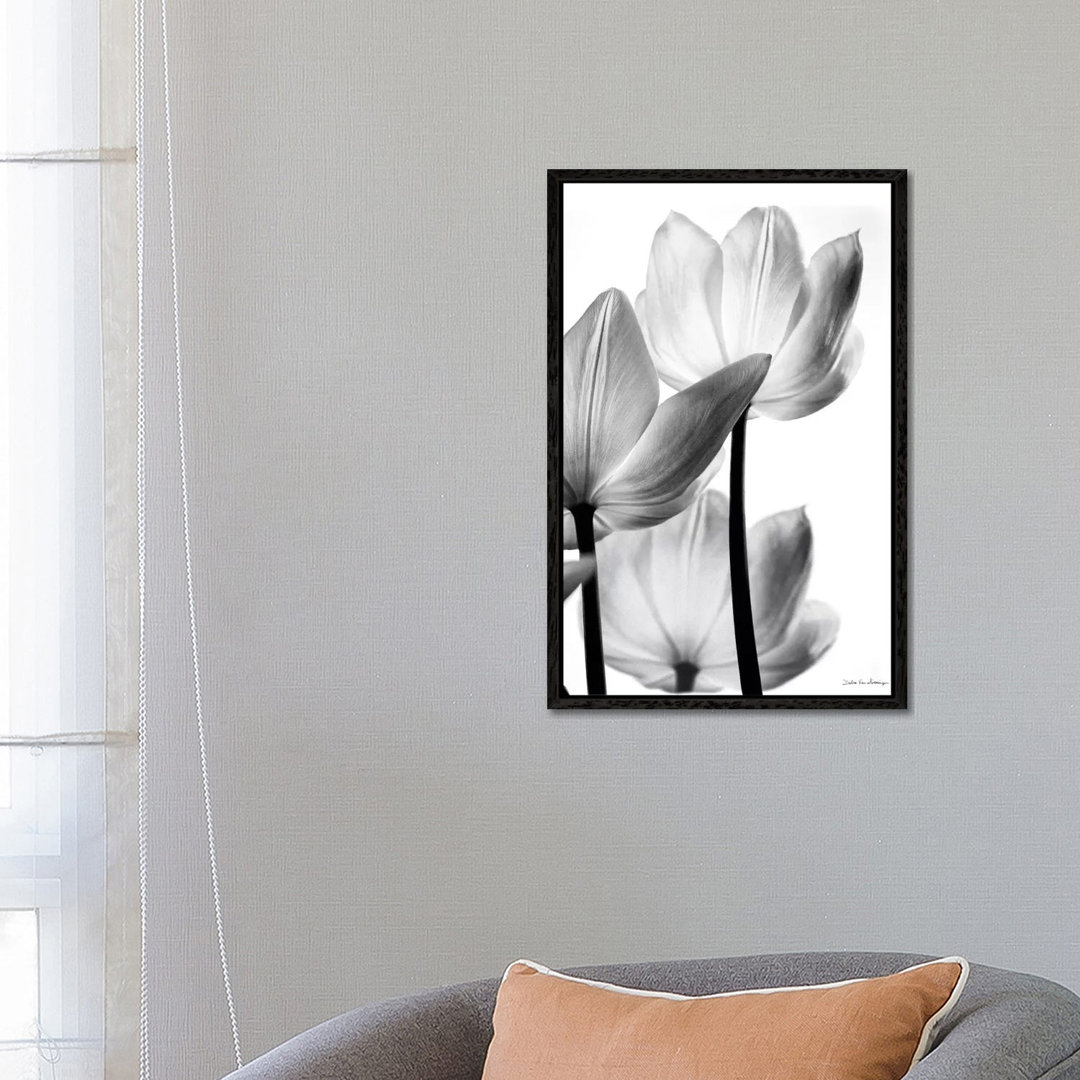 Leinwandbild Translucent Tulips III von Debra Van Swearingen