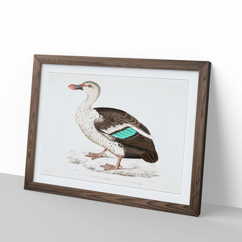 Spotted Billed Duck Illustration by John Edward Gray - Picture Frame Painting Print, Walnut Framed, 27cm H x 36cm W x 2cm D