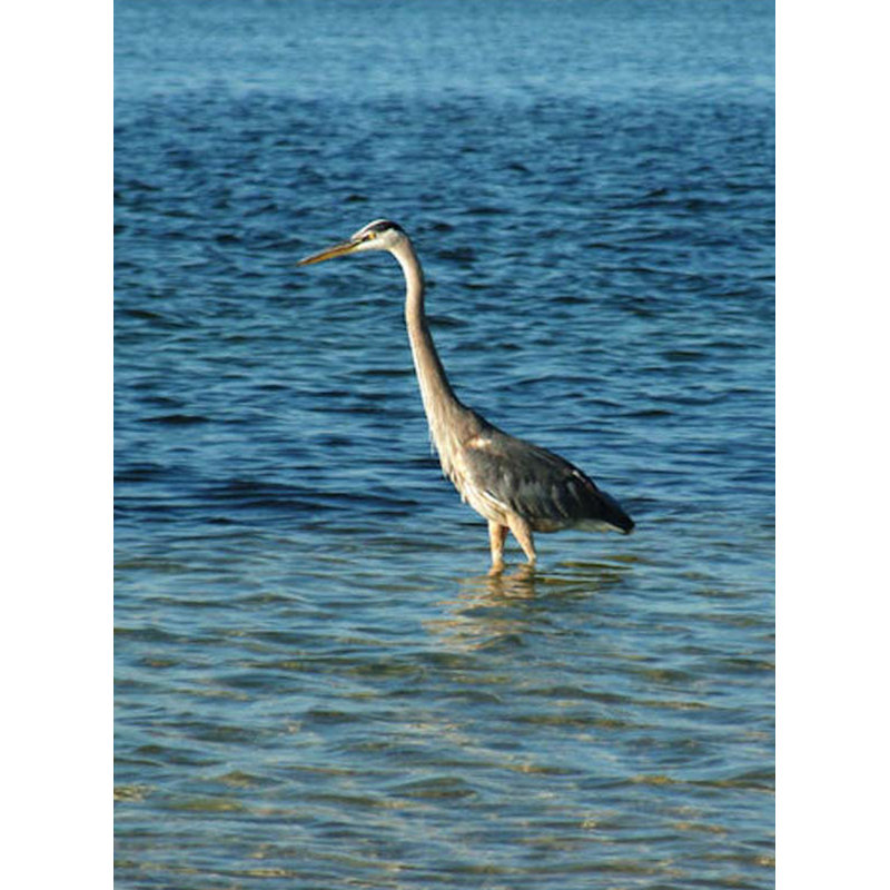 «Heron» par Scott J. Menaul, reproduction de photo sur toile tendue, H 25 po x l 20 po