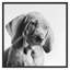 Puppy Eyes 1 Print by Pearson, Victoria-1917139452-1917139451