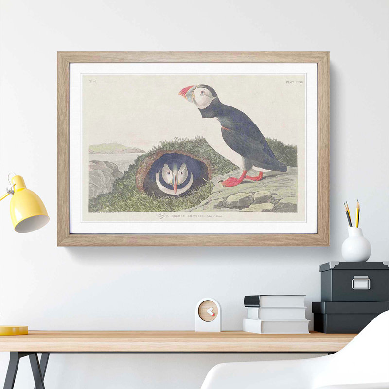 Puffin Birds by John Audubon - Picture Frame Painting Print, Oak Framed, 27cm H x 36cm W x 2cm D