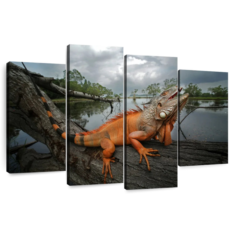 Iguane ronce orange