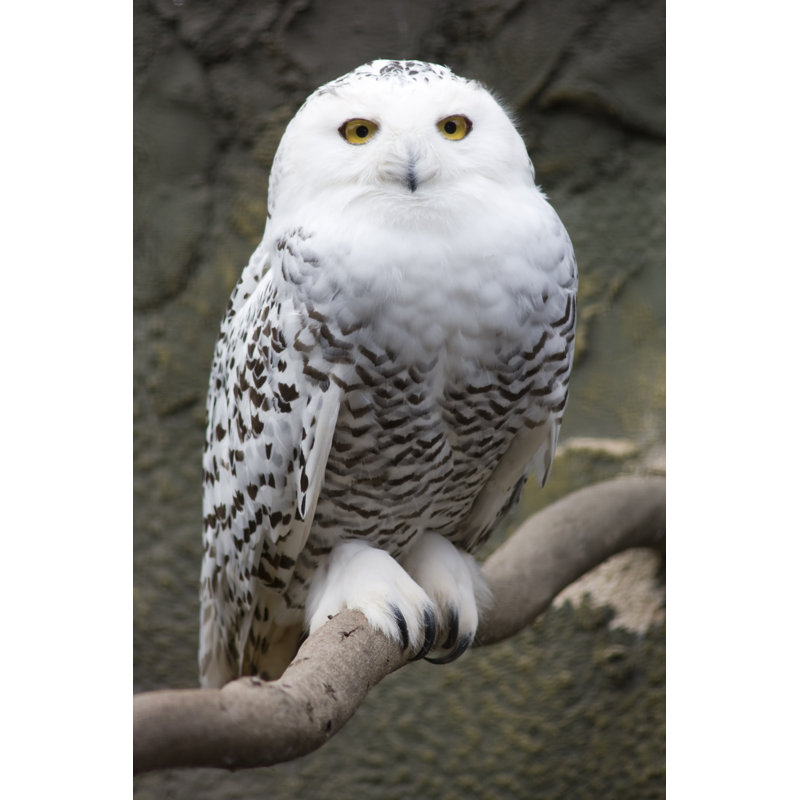 Harfang des neiges par P-Pix, H 18 po x l 12 po