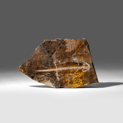 Genuine Liaoxitriton Fossil Plate (199.5 Grams)