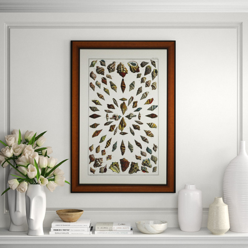 Flute Shell Montage Framed Graphic Art