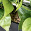 Artificial Plant in Planter