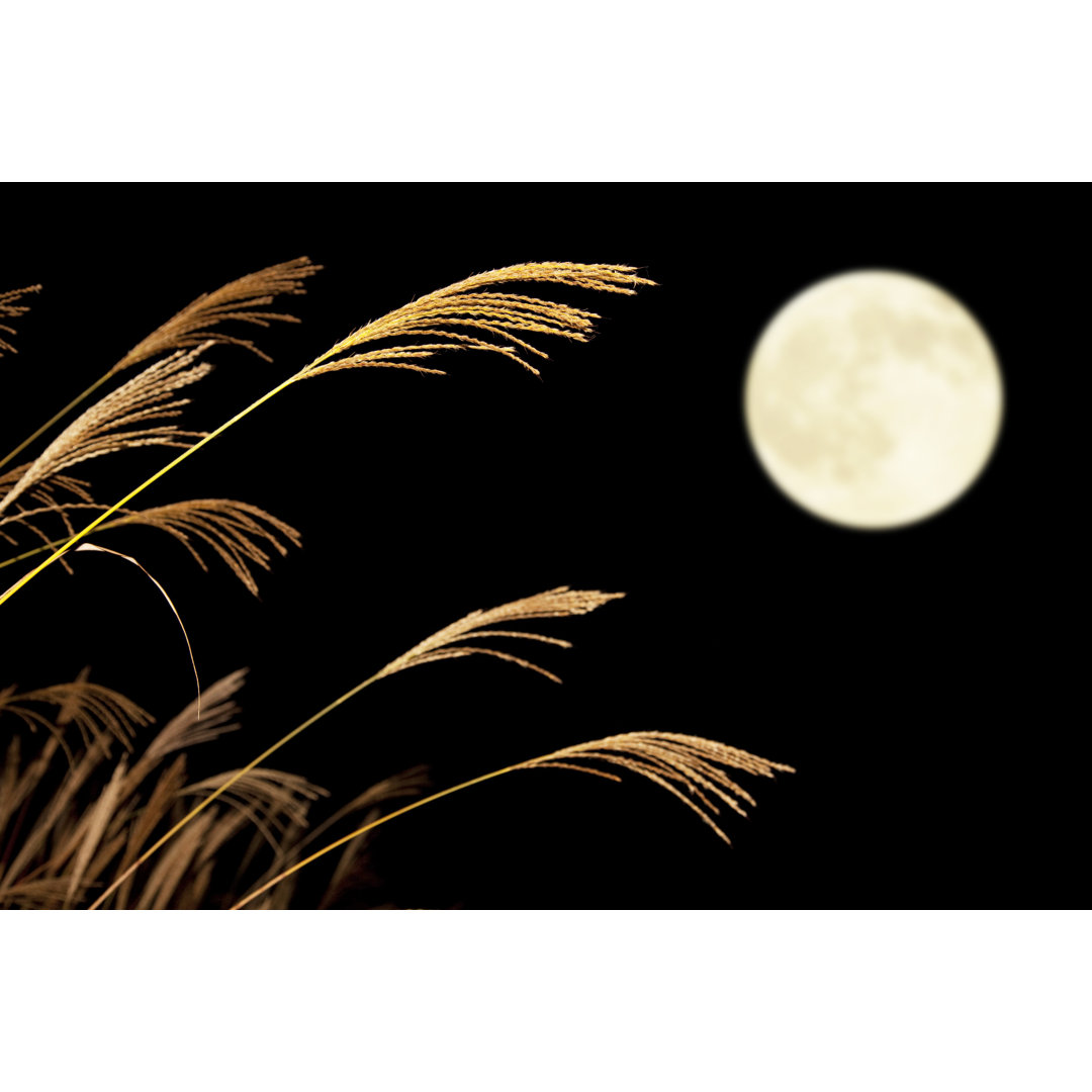 Leinwandbild Japanese Silver Grass and Full Moon von Dwph