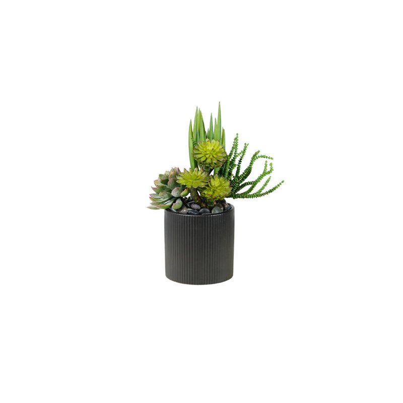 Succulents Arrangement in Ribbed Black Ceramic Planter
