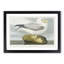 Fulmar Bird by John Audubon - Framed Print-55578683-55578685