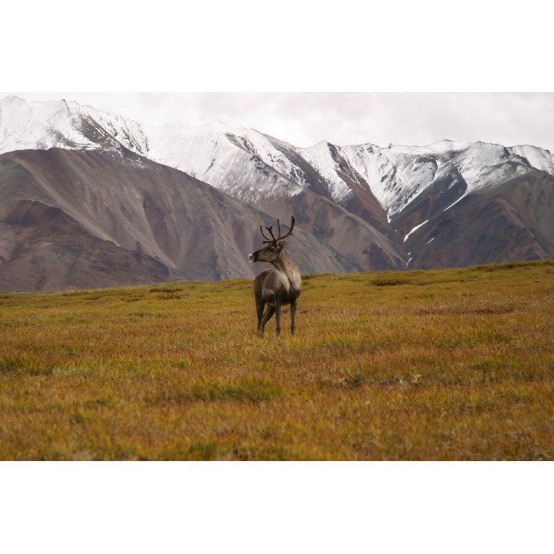 Caribou In Alaskan Tundra - Wrapped Canvas Print, 51cm H x 76cm W x 3.8cm D