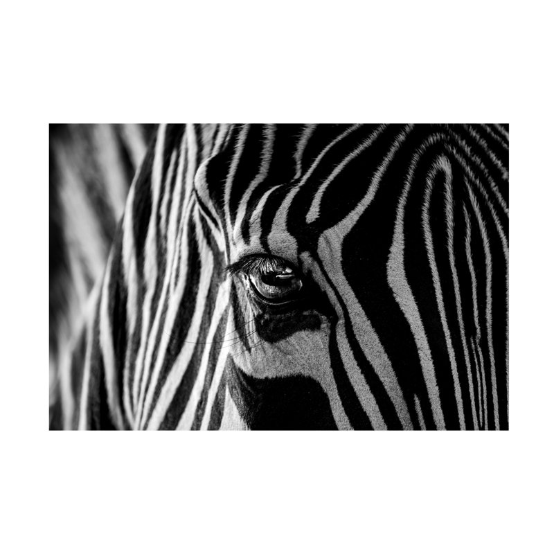 «Abstract Zebra» par Roy Darnell, H 16 po x l 24 po x P 2 po