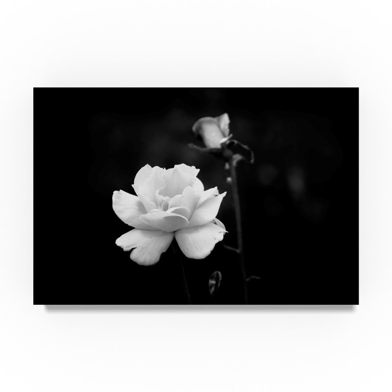 White Rose by Ata Alishahi - Print on Canvas, 16" H x 24" W