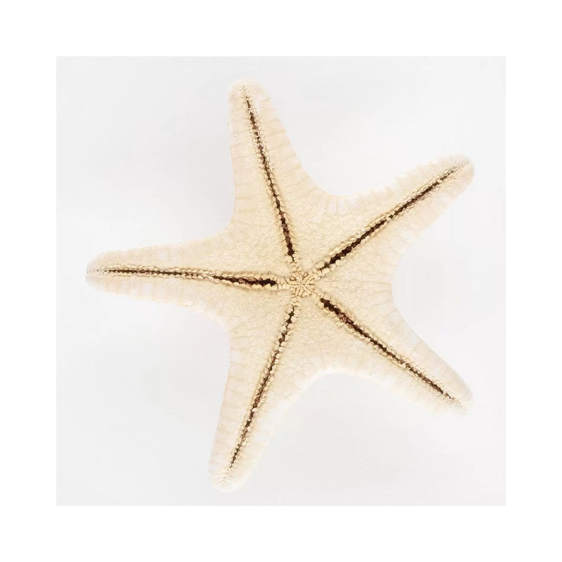 Seashell Star by Philippe Hugonnard - Wrapped Canvas Gallery-Wrapped Canvas Giclée, 30.48 cm H x 30.48 cm W