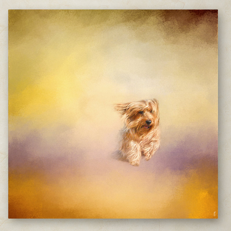 «Yorkie qui court dans le vent», impression sur toile tendue Vidur, H 35 po x l 35 po