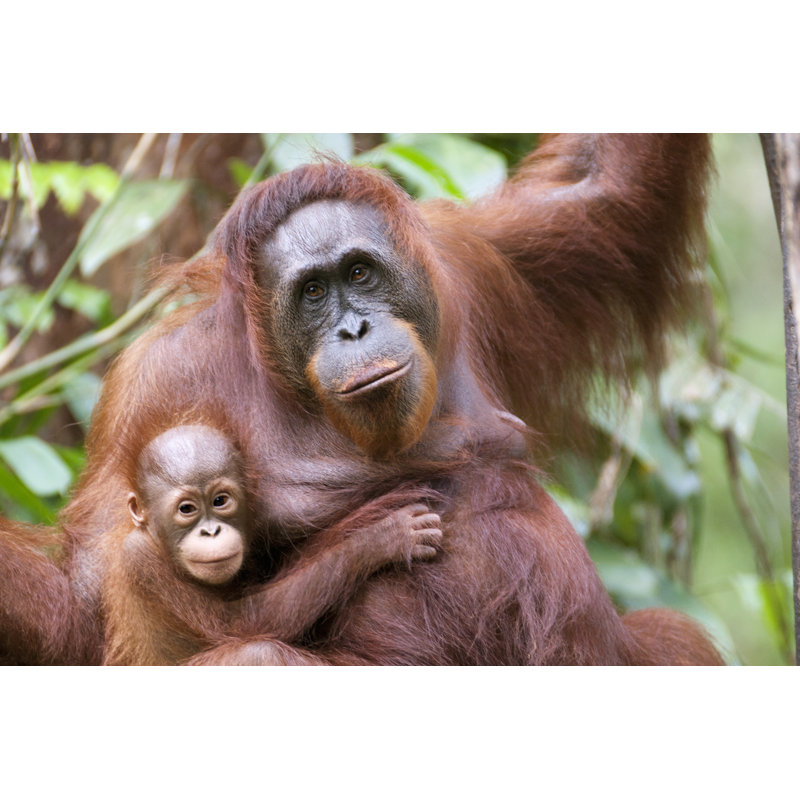 Mother And Son - Wrapped Canvas Print, 81cm H x 122cm W x 3.8cm D