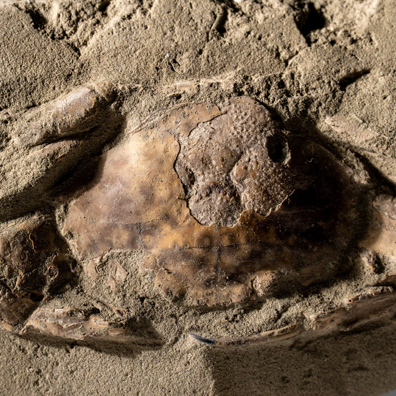 Charybdis Fossil Crab from Indonesia (261.5 Grams), 3" H x 0.25" W x 5" D