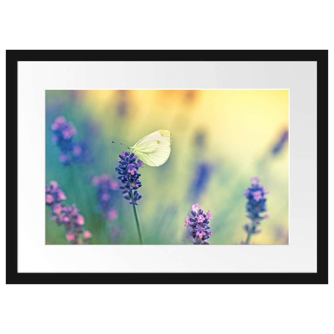 Gerahmtes Poster Schmetterling auf Lavendel