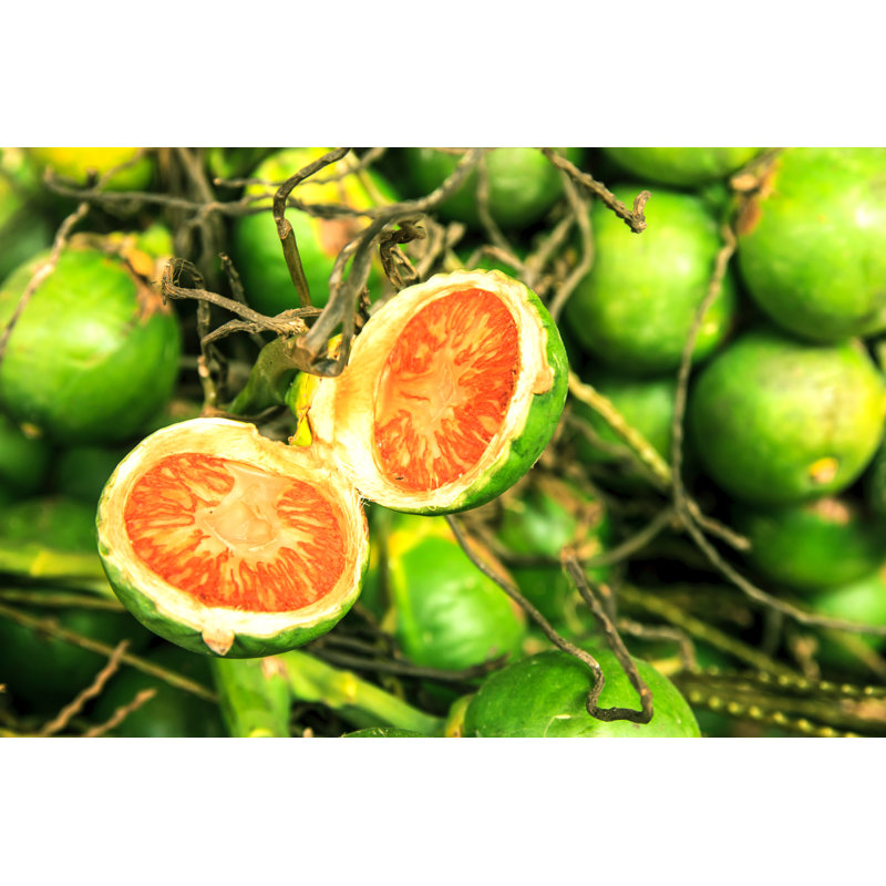 Betel Nut by Bwisutt - Wrapped Canvas Print, 30cm H x 46cm W