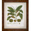 The Chestnut Tree Print