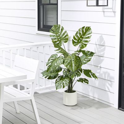 Plante Monstera en pot 4 pi UV