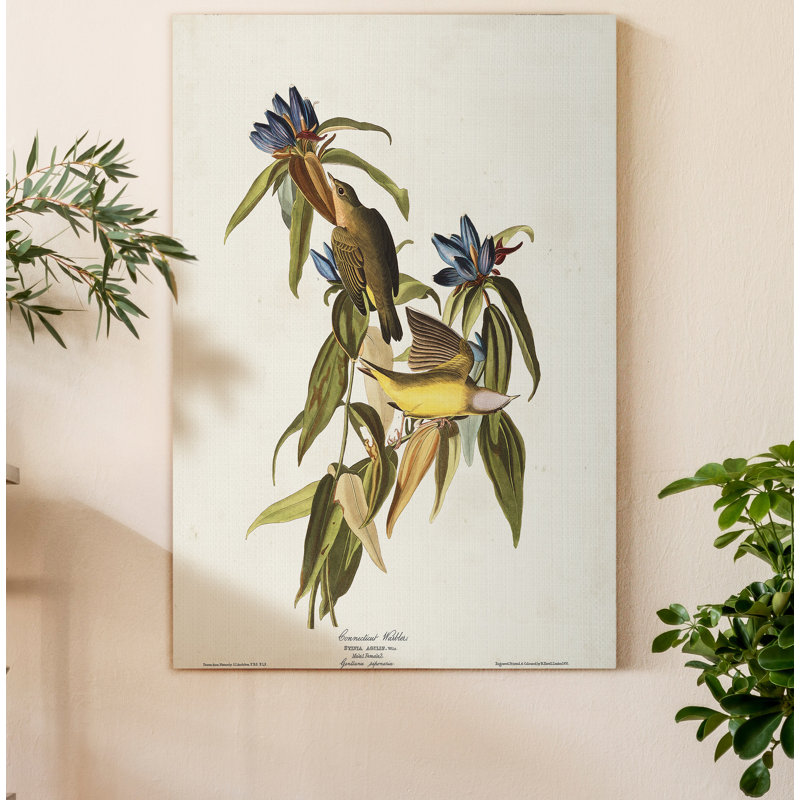 « Pl 138 Connecticut Warbler », reproduction d’art sur toile, H 36 po x l 24 po x P 1 po