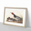 Red-Headed Duck by John James Audubon - Picture Frame Painting Print-55598472-55598473