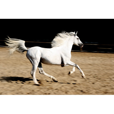 Horse by Okanmetin