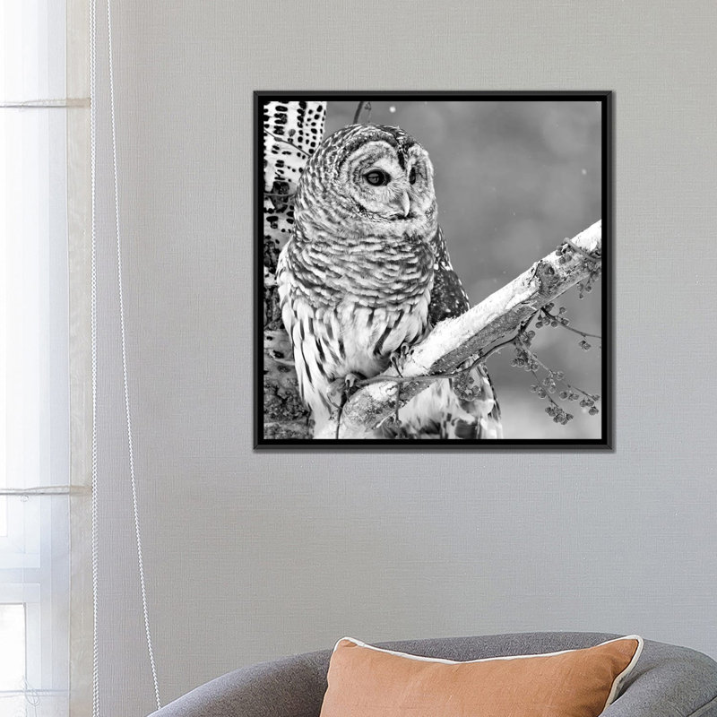 White Owl par PhotoINC Studio - Toile tendue avec châssis, H 26 po x l 26 po x p 1,5 po, Toile avec cadre noir, Pas de tapis