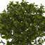 Plante résistante aux rayons UV (intérieur / extérieur)-284162734